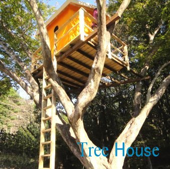 ツリーハウス　Tree House
